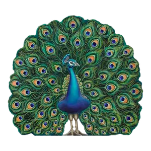 Peacock Fire Screen