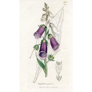 1840s, Foxglove Botanical Print by James Sowerby, Original Antique Botanical Print, Engraving, Hand Colored, England For Sale