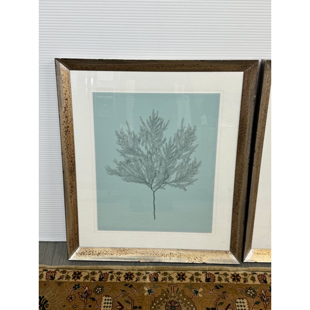 Soicher Marin Gallery Blue Ocean Coral Prints, Set of Three For Sale - Image 9 of 12