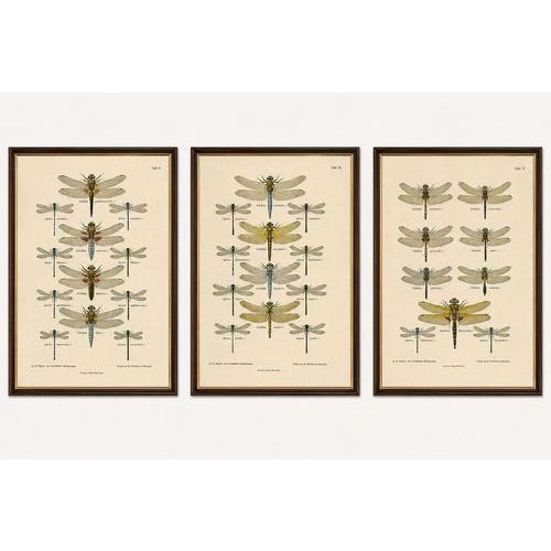 Title: set of three dragonfly lithographs from die geradflügler mitteleuropas 1908 : a striking set of three original...