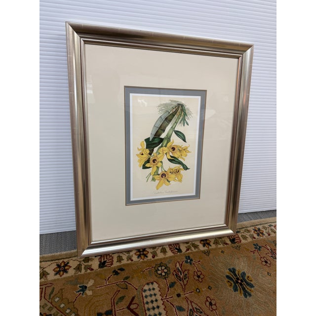 Louis Van Houtte's Orchid Botanical Print, Framed For Sale - Image 12 of 12