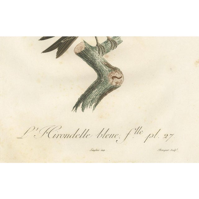 The Blue Swallow, 1807, Print For Sale - Image 3 of 8