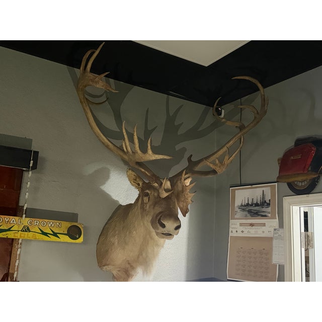 Cabin Vintage Caribou Taxidermy Mount – Impressive Oversized Antler Rack For Sale - Image 3 of 9