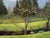 Backyard, Early Spring by Riley Doyle | Oil on panels Landscape with trees and green fields. For Sale