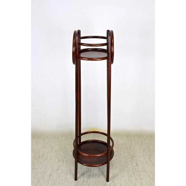 Wood Bentwood Plant Stand from Thonet, Austria, 1905 For Sale - Image 7 of 9