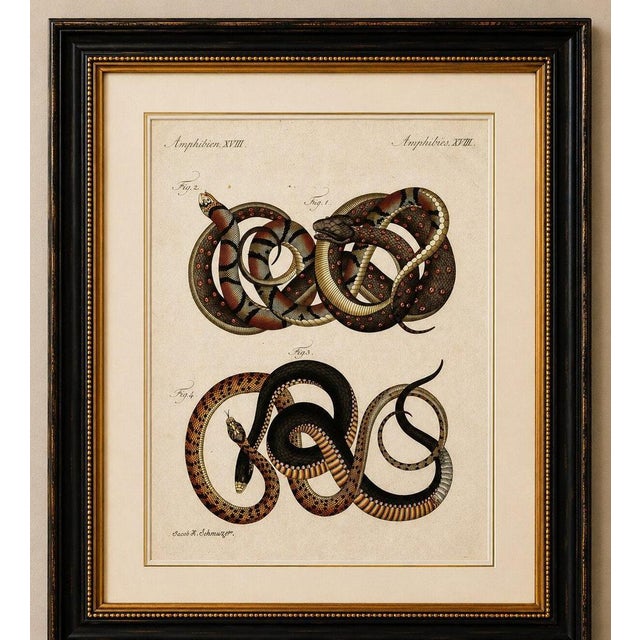 Original antique print of four exotic snakes by bertuch, 1802 original antique hand-colored copper engraving depicting...