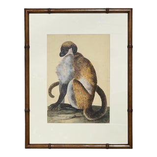 Peter Paillou Early Naturalistic Wildlife Animal Rendering of a Possible Capuchin Monkey, Mid 18th Century For Sale