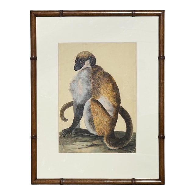 Peter Paillou Early Naturalistic Wildlife Animal Rendering of a Possible Capuchin Monkey, Mid 18th Century For Sale