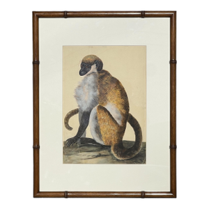 Peter Paillou Early Naturalistic Wildlife Animal Rendering of a Possible Capuchin Monkey, Mid 18th Century