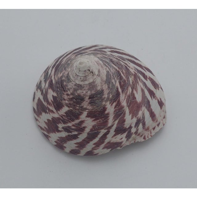 Contemporary Vintage Zebra Top Shell – Trochus Maculatus, Sea of Cortez C. 1970s For Sale - Image 3 of 10