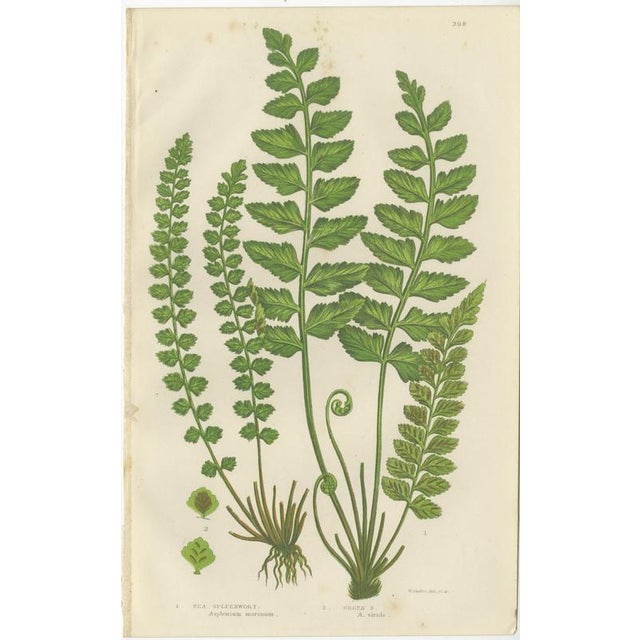 Common Club Moss, Alpine Club Moss and Fir Club Moss Botanical Triptych, 1873, Set of 3 For Sale - Image 3 of 9
