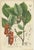 Louis van Houtte, Mysore Trumpetvine, Chinese Teaberry and Colombian Isoloma, Prints, Set of 3 For Sale - Image 3 of 6