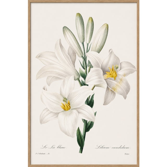 Vintage botanical artwork reproduced from Choix des plus belles fleurs by Pierre-Joseph Redouté and refined for modern...
