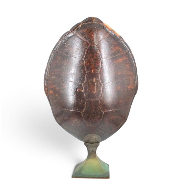 Dramatic Large Turtle Carapace Shell Lamp. Lamp measures an impressive 42.5" high and features the natural carapace...