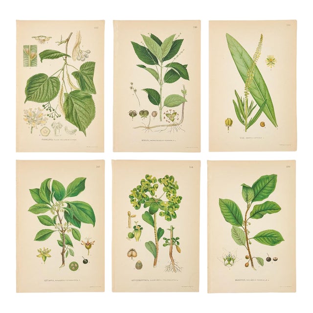Set of 6 Antique Swedish Botanical Prints | Green Foliage Studies c.1902, Chromolithographs For Sale