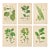 Set of 6 Antique Swedish Botanical Prints | Green Foliage Studies c.1902, Chromolithographs For Sale