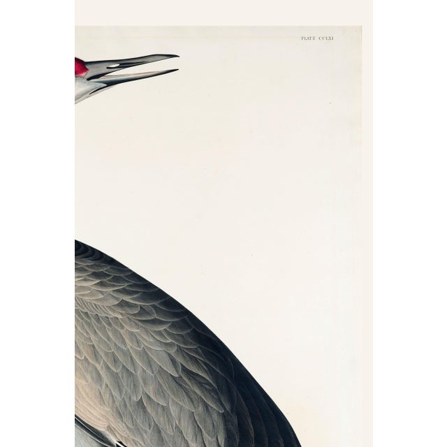 Whooping Crane, Vintage Art Print Reproduction From Birds of America by John James Audubon, 16" X 24" For Sale In Buffalo - Image 6 of 8