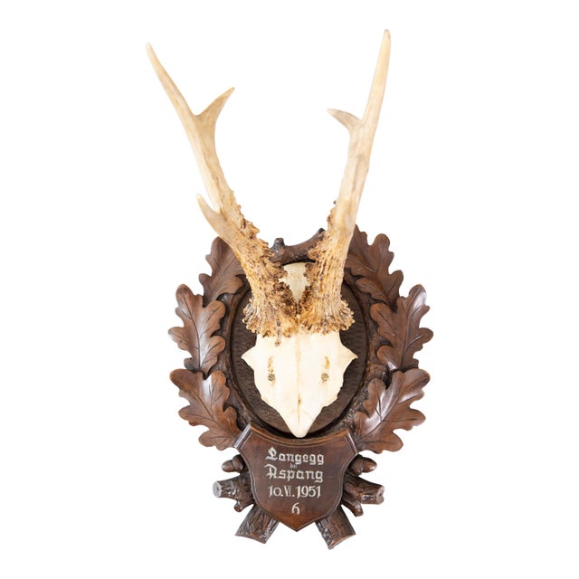Black Forest Roe Deer Antlers Hunting Trophy 1951 Mount For Sale