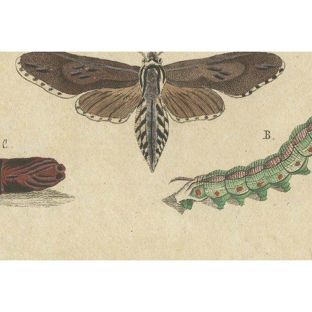 19th Century Bertuch, Moth Life Cycles with Caterpillars, 1815, Print For Sale - Image 5 of 12