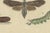 19th Century Bertuch, Moth Life Cycles with Caterpillars, 1815, Print For Sale - Image 5 of 12