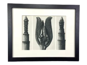 Framed Vintage Botanical Blossfeldt Print - No. 8