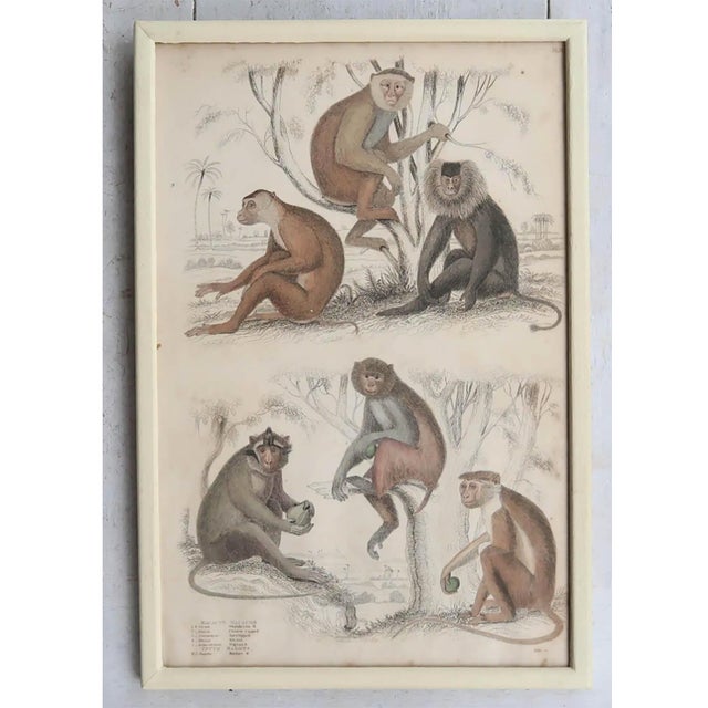 Cream Monkey, 1830s, Paper, Framed, Set of 10 For Sale - Image 8 of 12