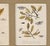 Hand-Colored Engravings of Butterflies and Caterpillars, Early 18th Century For Sale - Image 4 of 6