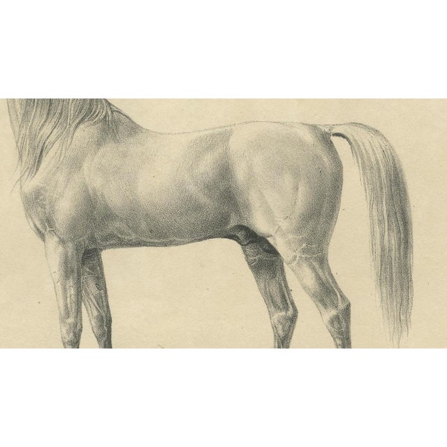 August Jäger, Horse Bairaktar, 1846, Paper Lithograph For Sale - Image 6 of 10