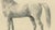 August Jäger, Horse Bairaktar, 1846, Paper Lithograph For Sale - Image 6 of 10