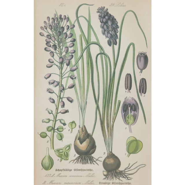 Custom Framed Antique Floral Botanical Engravings - Set of Two For Sale - Image 4 of 10