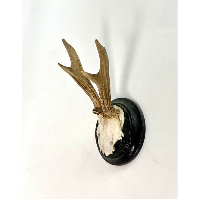Rustic European Vintage German Roe Deer Antlers For Sale - Image 3 of 5
