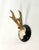 Rustic European Vintage German Roe Deer Antlers For Sale - Image 3 of 5