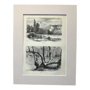 Antique 1874 Wood Engraving "Sycamore on New River... New River" VA in 11x14 Mat