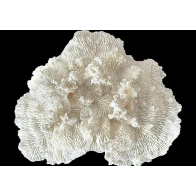 Natural White Coral Reef Specimen #7 For Sale - Image 4 of 10