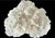 Natural White Coral Reef Specimen #7 For Sale - Image 4 of 10