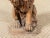 Late 18th Century Antique Terracotta Lion Figure For Sale - Image 5 of 7