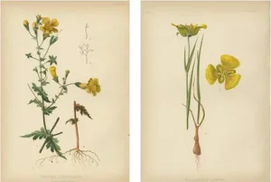 Meehan, Native US Flora, Chromolithographs, 1879, Set of 2