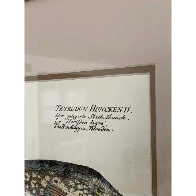 1980s Vintage Framed Marcus Elieser Bloch Hand Colored Tetrodon Honckenu, Puffer Fish For Sale - Image 5 of 9