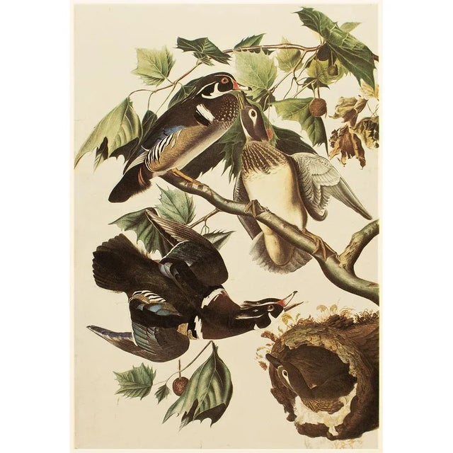 Printmaking Materials Wood Ducks After John James Audubon, 1966 Corrage Print For Sale - Image 7 of 9