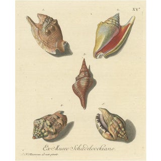 G.W. Knorr, Various Seashells, Print For Sale