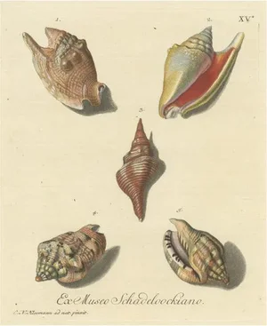 G.W. Knorr, Various Seashells, Print