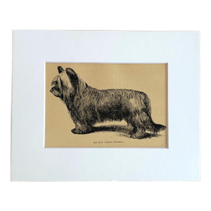 Antique Dog Print in 8 x 10 Mat, ca. 1890: "The Skye Terrier Thurkill"