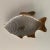 Set of five Regal Crown, mid century fish plates, possibly a carp. Great for display or actual dining. Excellent condition.