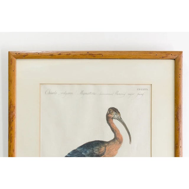 Art Deco Antique Rare Hand Colored Etching Framed Stork Bird by Saverio Manetti Italian Botanist Ornithologist - 1700's For Sale - Image 3 of 8