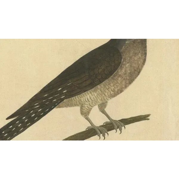 Eleazar Albin, The Cuckoo, 1730, Hand-Colored Engraving For Sale - Image 5 of 10