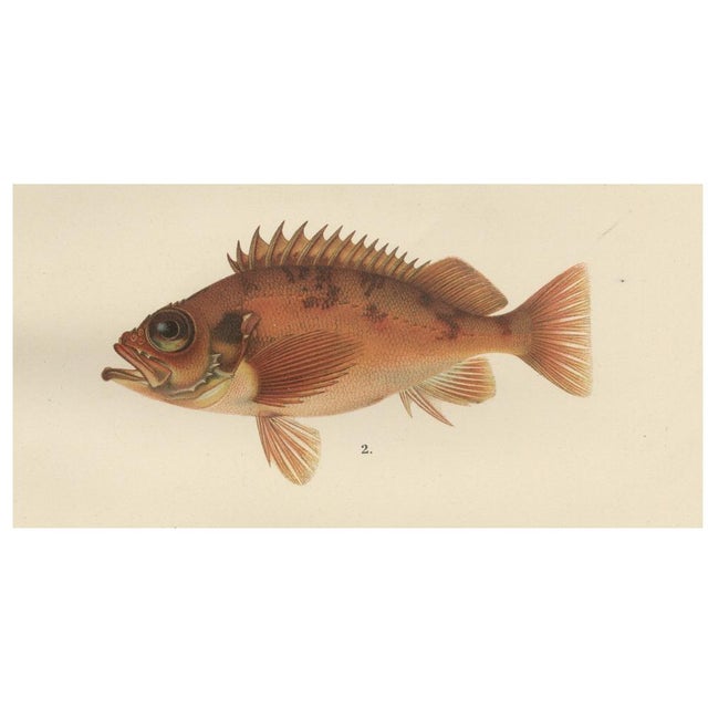 Red Mullet, Norway Redfish, and Greater Weever - Vibrant Fish Lithography, 1895 For Sale - Image 4 of 7