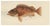 Red Mullet, Norway Redfish, and Greater Weever - Vibrant Fish Lithography, 1895 For Sale - Image 4 of 7