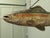 Fish Trade Sign, 1960 For Sale - Image 4 of 8
