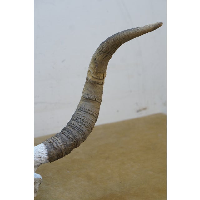 Late 20th Century Western Southwestern Longhorn Cow Bull Steer Skull Horns Taxidermy 26" For Sale - Image 5 of 16