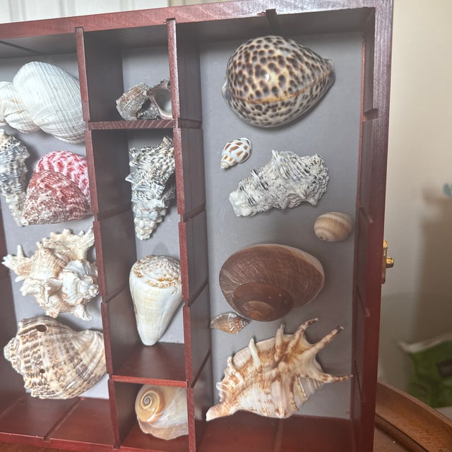 Wooden Seashell Shadow Box – Hinged Glass Display Case With Coastal Shell Collection For Sale - Image 4 of 11